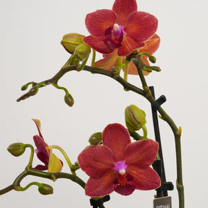 Phalaenopsis Orchid | Sweetie Red - Indoor Plant