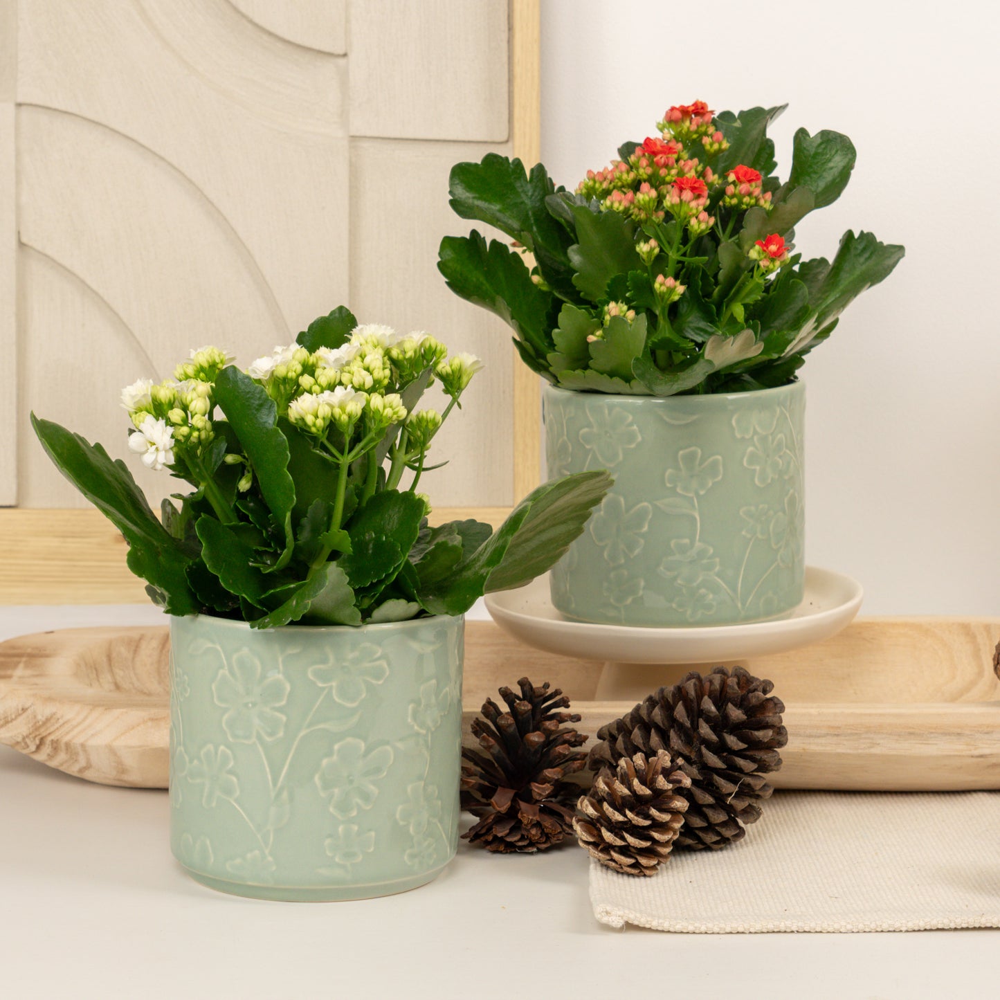 Winter Bloom | Plant Bundle