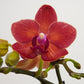 Phalaenopsis Orchid | Sweetie Red