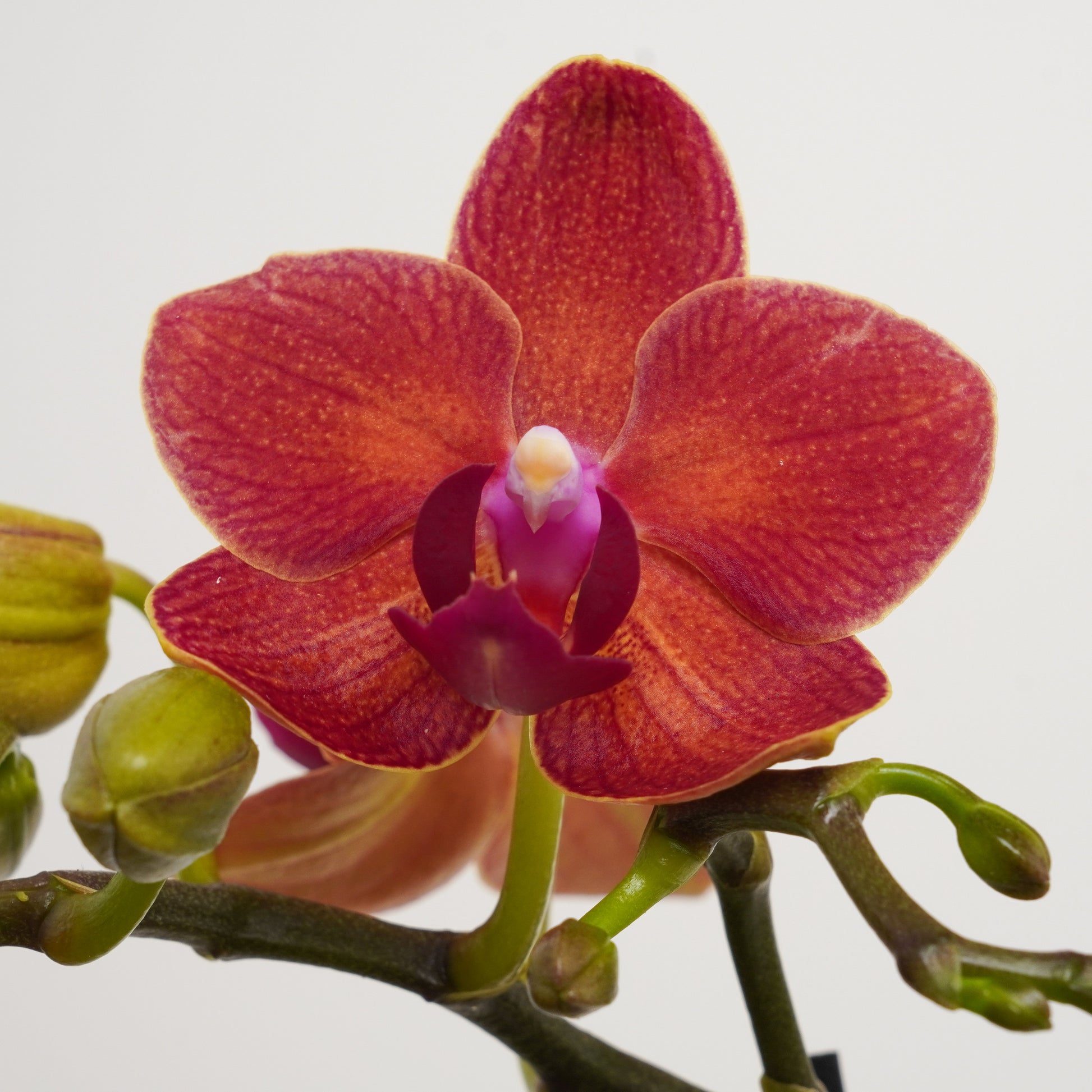 Phalaenopsis Orchid | Sweetie Red