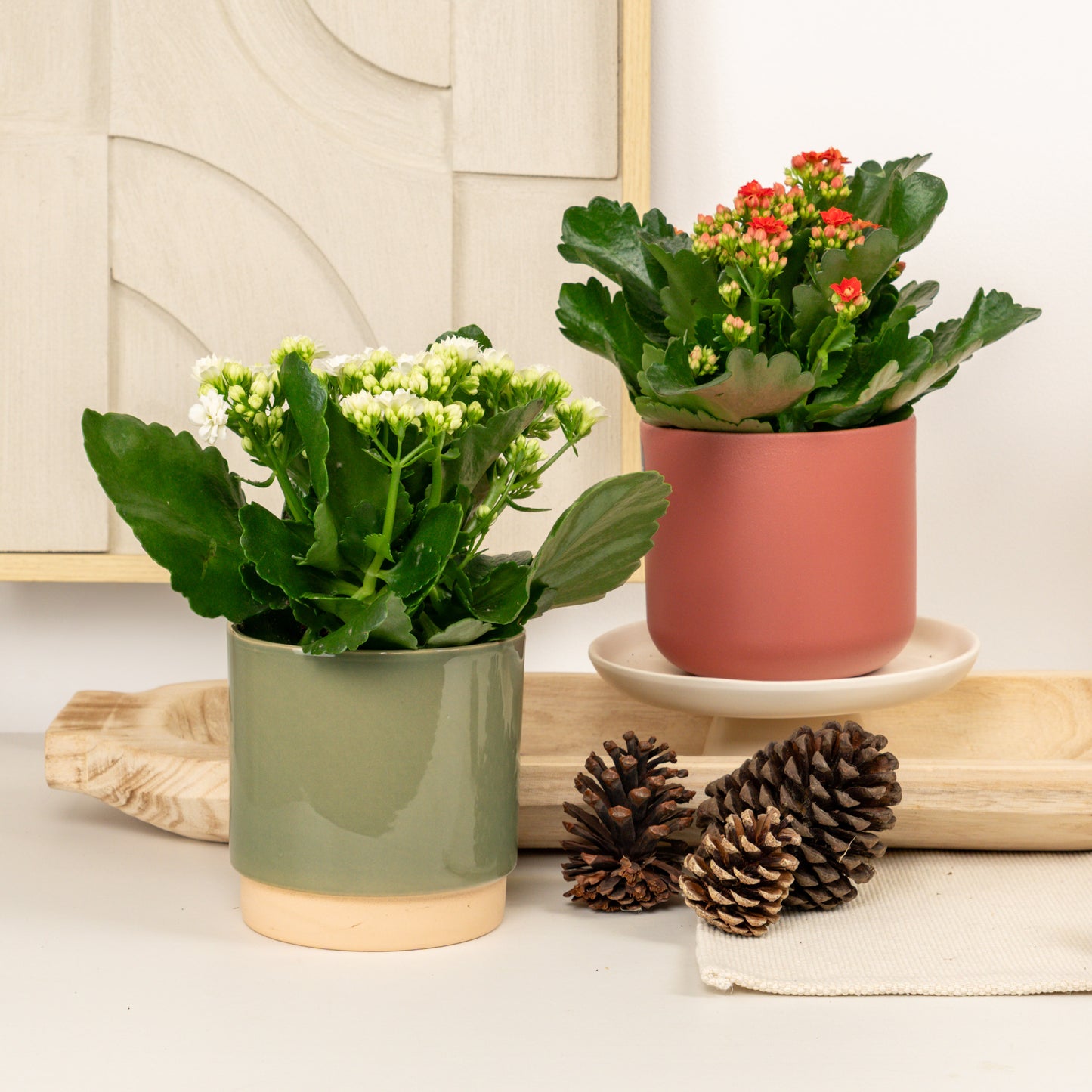 Warm Winter Wishes Duo | Plant Bundle