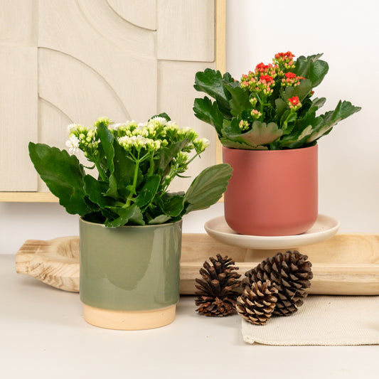 Warm Winter Wishes Duo | Plant Bundle | 