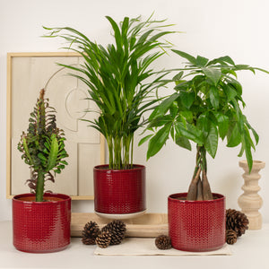 Bold & Beautiful | Plant Bundle - Indoor Plant