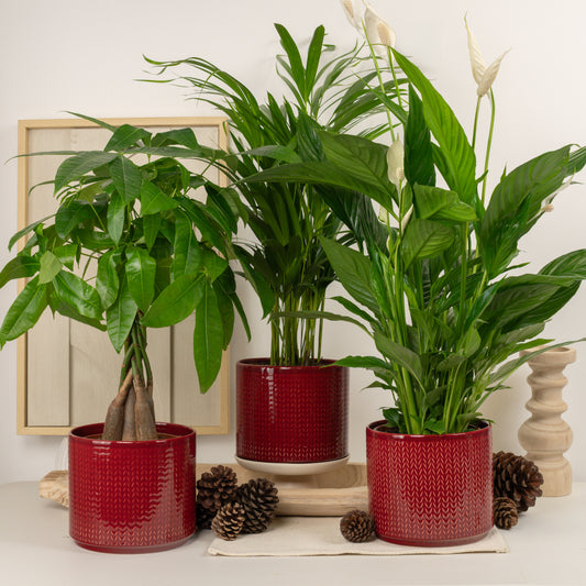 Festive Foliage Statement | Plant Bundle | Houseplant Bundles