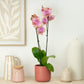Phalaenopsis Orchid | Bledion