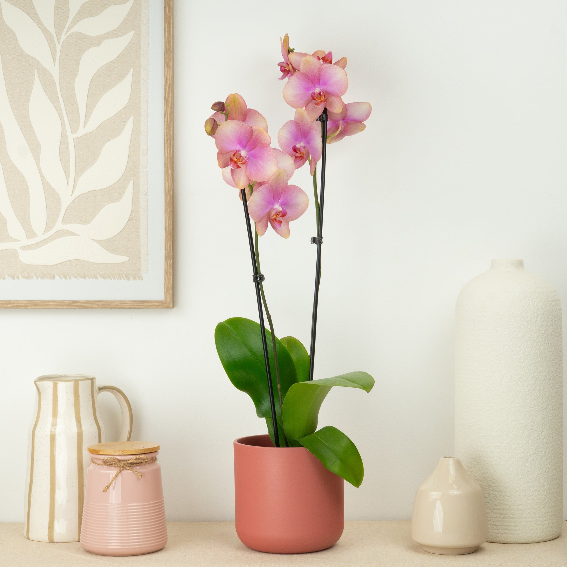 Phalaenopsis Orchid | Bledion