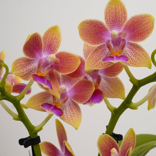 Phalaenopsis Orchid | Sweetie Orange | Potted Houseplants