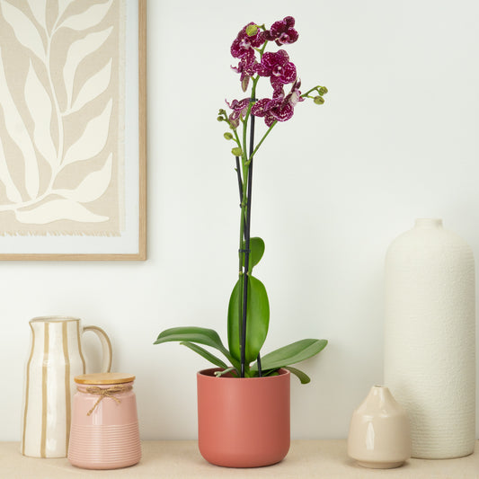 Phalaenopsis Orchid | Wildcat | Potted Houseplants