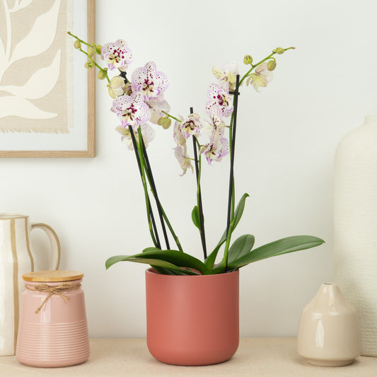 Phalaenopsis Orchid | Expressions | Indoor Plants