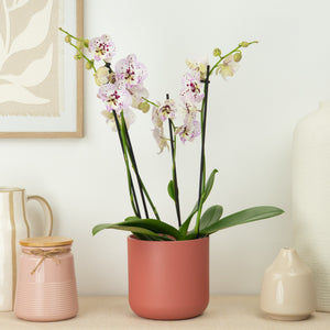Phalaenopsis Orchid | Expressions - Indoor Plant