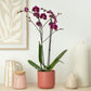 Phalaenopsis Orchid | Black Art