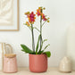 Phalaenopsis Orchid | Bolgheri