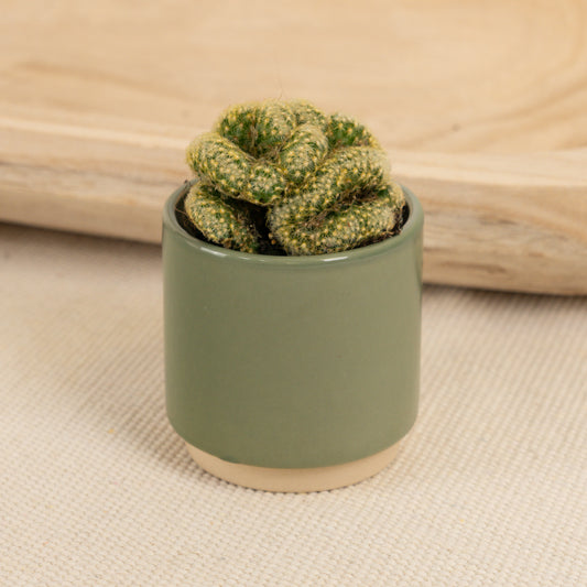Brain Cactus | Hard To Find | Foliage Plants