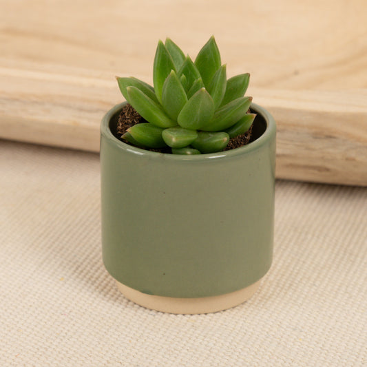 Echeveria | Miranda | Foliage Plants