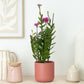 Epidendrum Ibaguense Plum