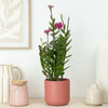 Epidendrum Ibaguense Plum