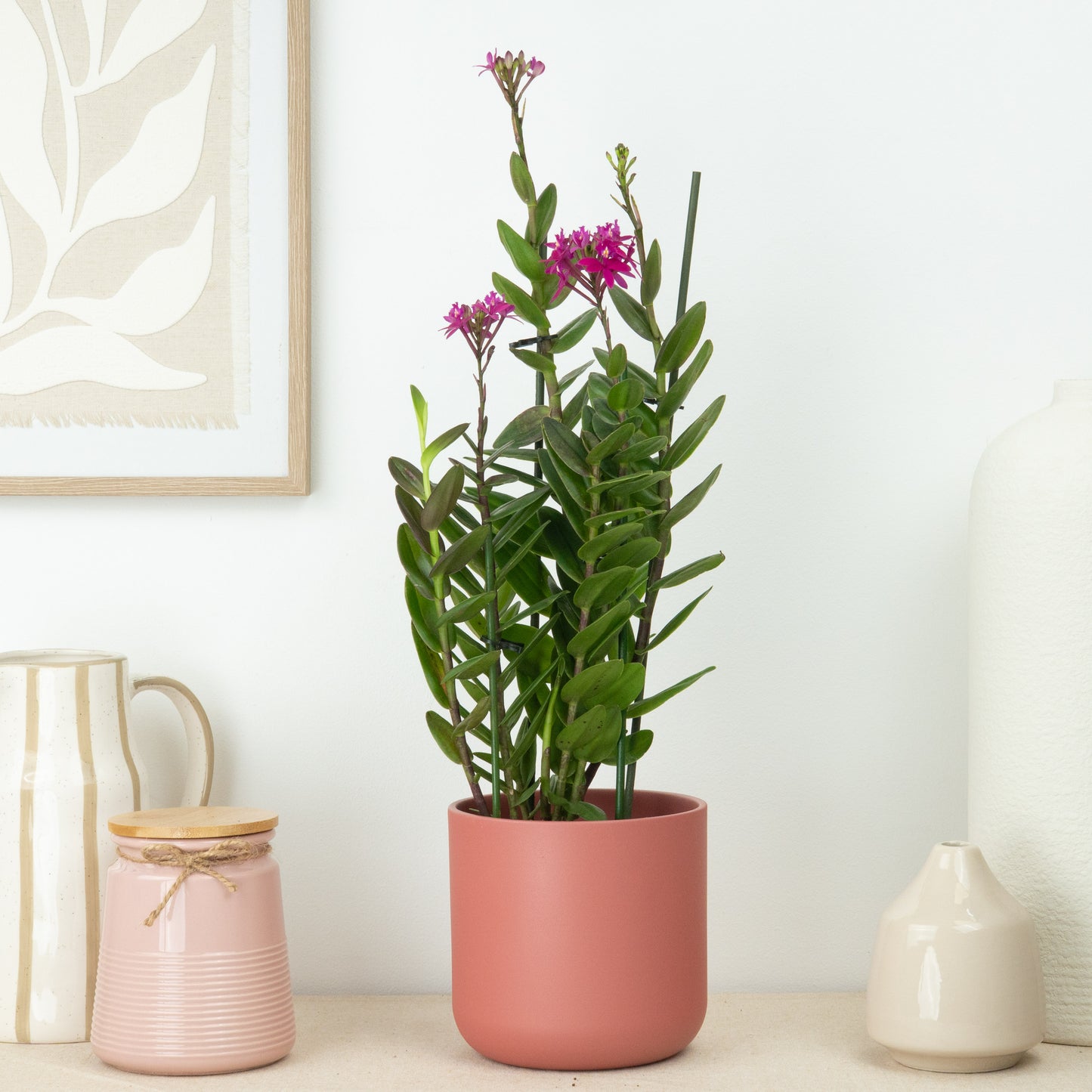 Epidendrum Ibaguense Plum