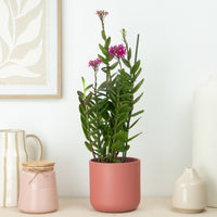 Epidendrum Ibaguense Plum