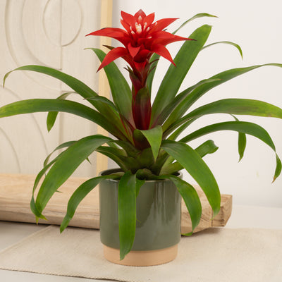 Guzmania Bromeliad | Confetti