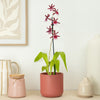Cambria Orchid | Renaissance | Mild Fragrance