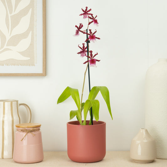Cambria Orchid | Renaissance | Mild Fragrance | Indoor Plants On Sale