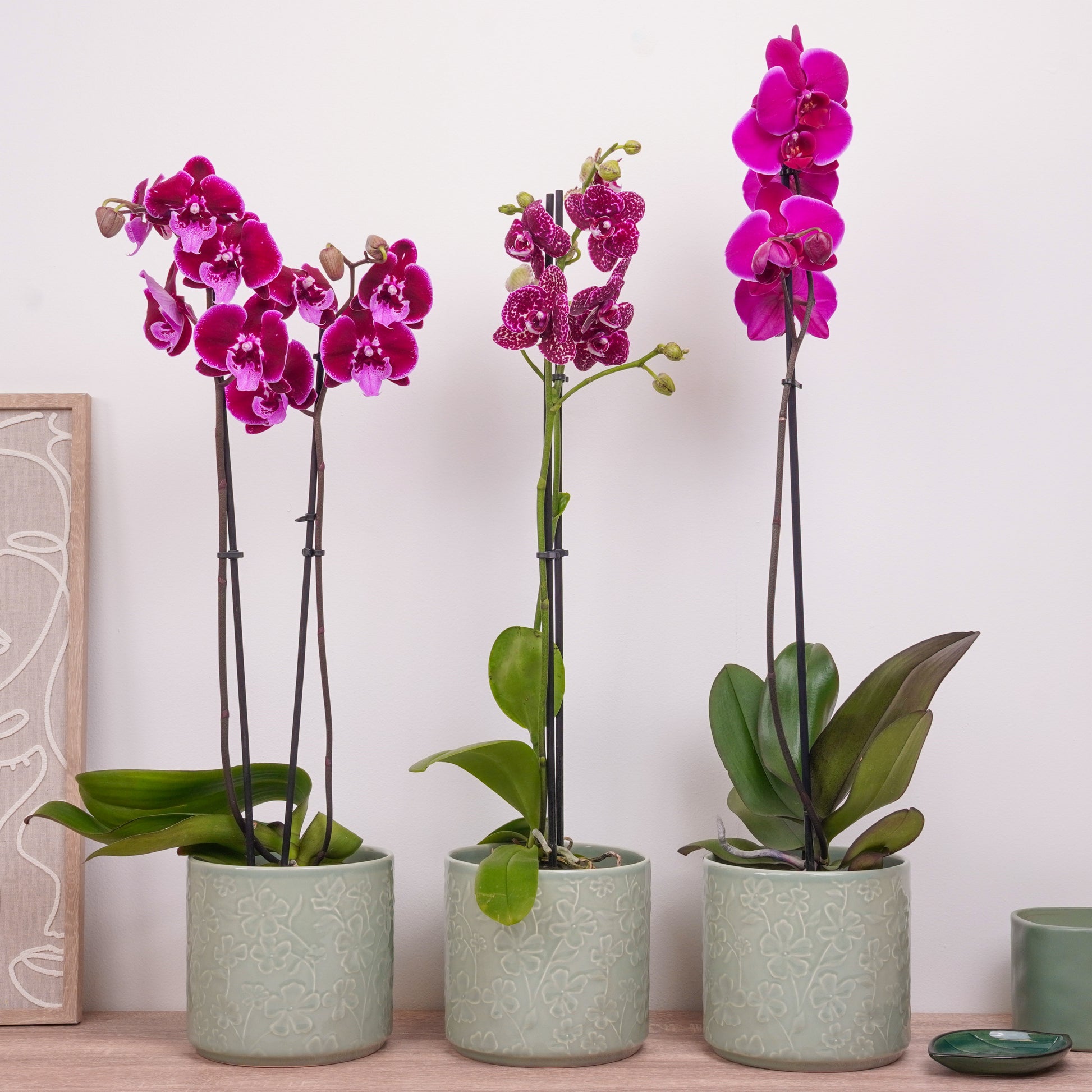 orchid plant pots uk Plum Edition Orchid | Plant Bundle | 3 X PLANTS