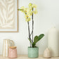Phalaenopsis Orchid | Golden Coin