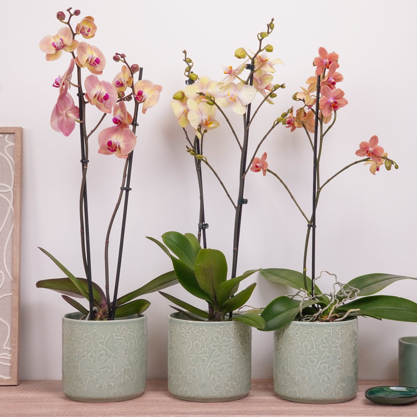 Peaches & Creams Edition Orchid | Plant Bundle