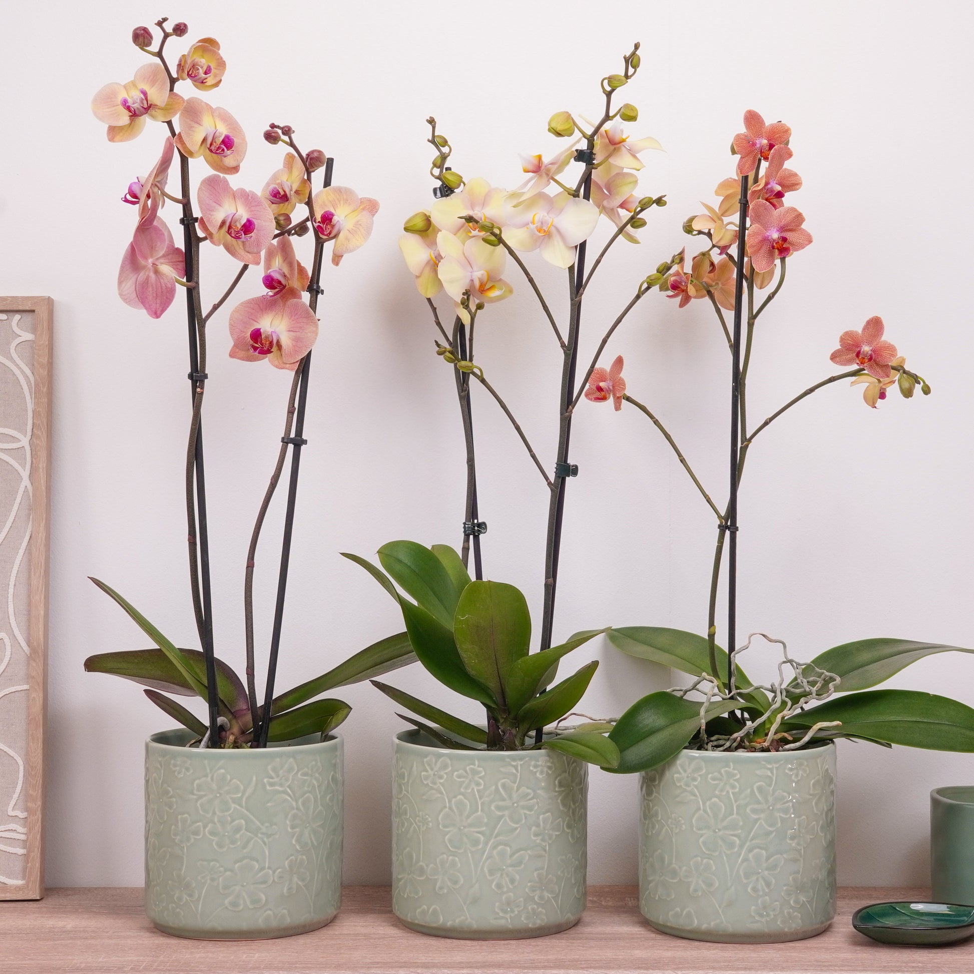 Peaches & Creams Edition Orchid | Plant Bundle