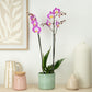 Phalaenopsis Orchid | Sunca Split