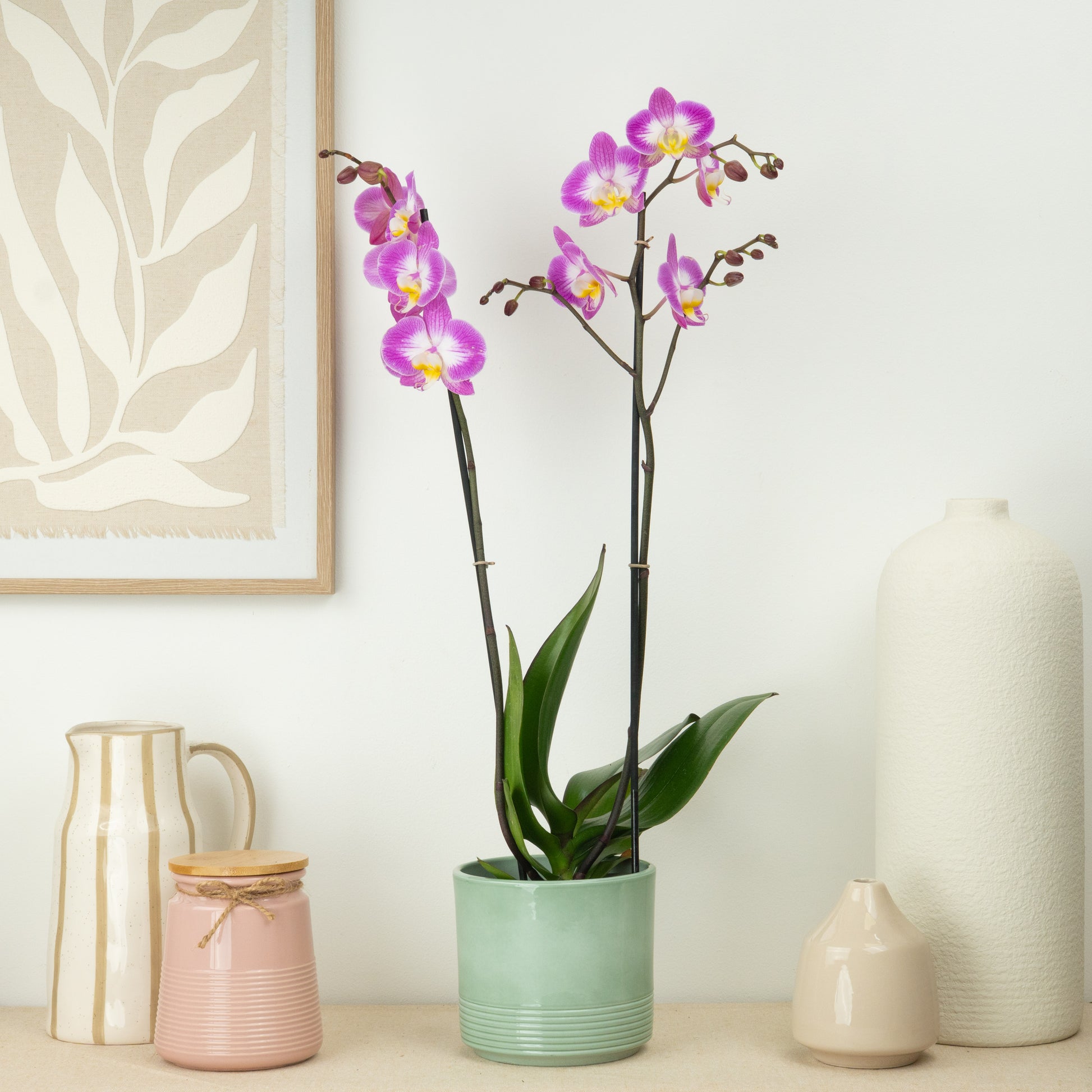 Phalaenopsis Orchid | Sunca Split