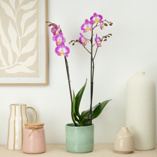 Phalaenopsis Orchid | Sunca Split | Indoor Plants On Sale
