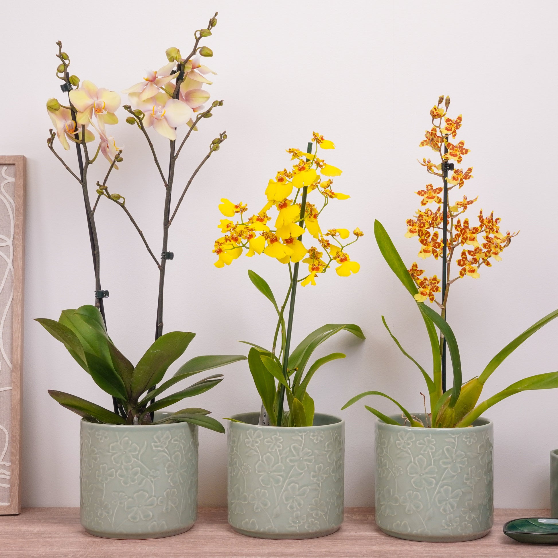 Yellow Edition Orchid | Plant Bundle