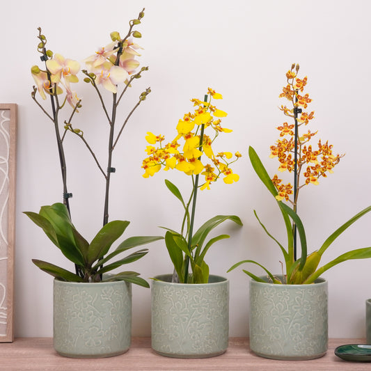 Yellow Edition Orchid | Plant Bundle | 