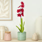 Burrageara Orchid | Nelly Isler Red Velvet