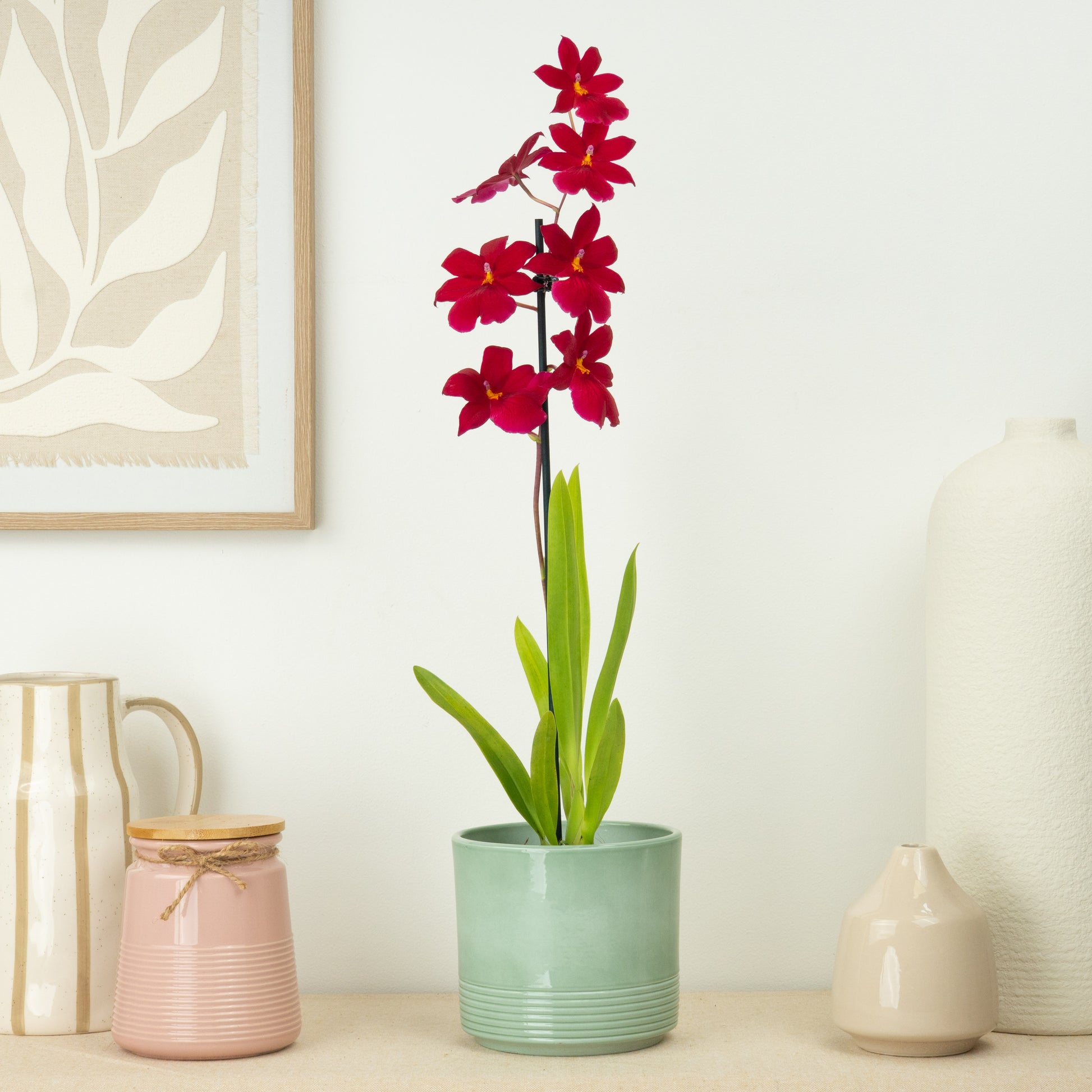Burrageara Orchid | Nelly Isler Red Velvet