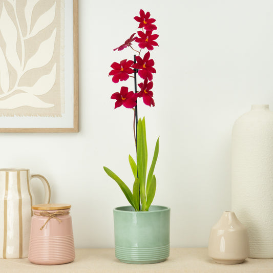 Burrageara Orchid | Nelly Isler Red Velvet | Potted Houseplants