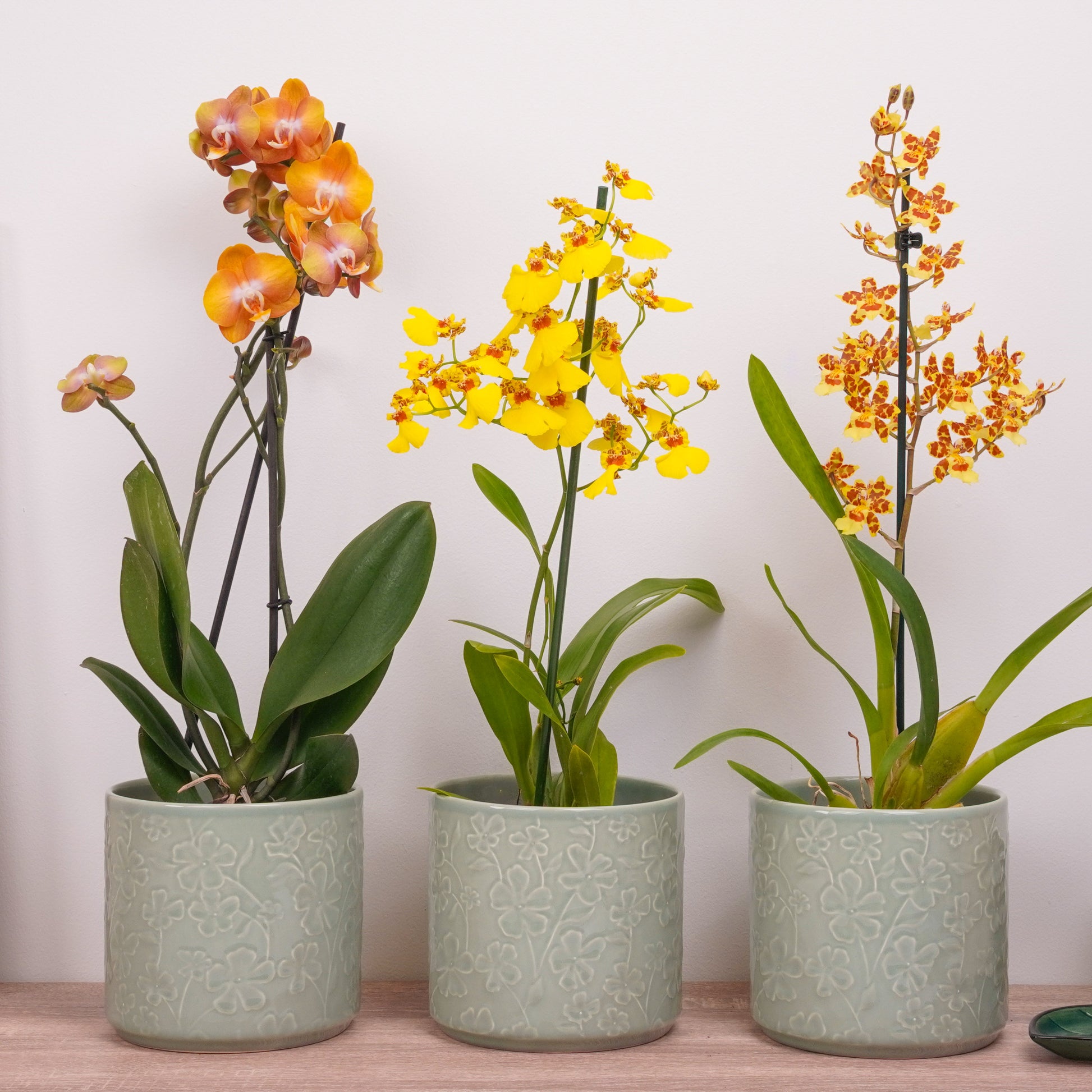 Sunset Edition Orchid | Plant Bundle