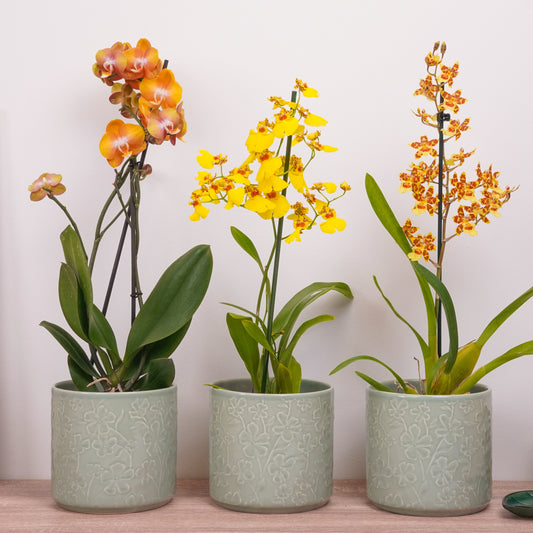 Sunset Edition Orchid | Plant Bundle | 