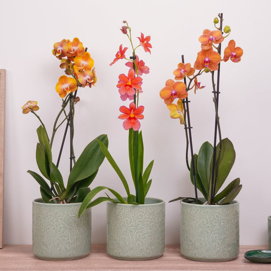 Orange Edition Orchid | Plant Bundle | 