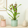 Zygopetalum Orchid | Blue Leopard