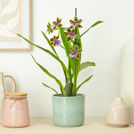 Zygopetalum Orchid | Blue Leopard | Flowering Plants