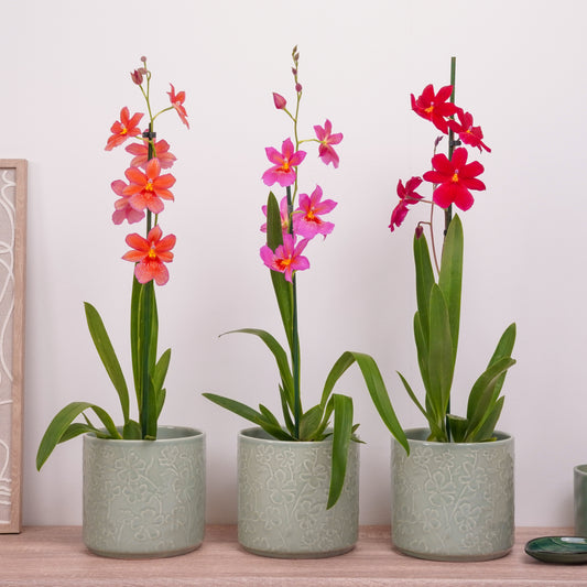Nelly Isler Orchid | Plant Bundle | 