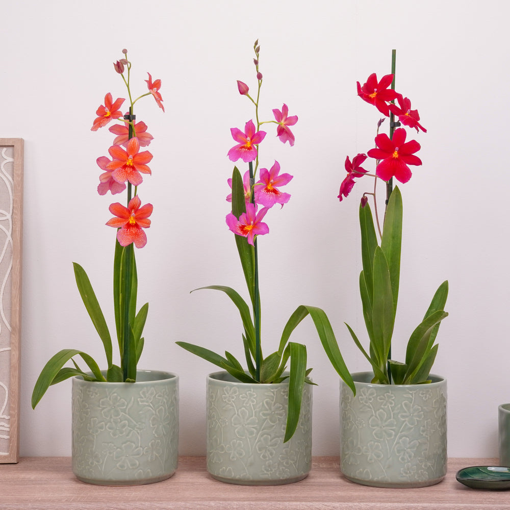 Indoor Nelly Isler Orchid | Plant Bundle | 3 X PLANTS | 3 X POTS | Indoor Plant Bundle