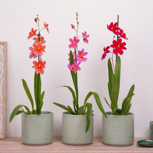 Nelly Isler Orchid | Plant Bundle - Indoor Plant
