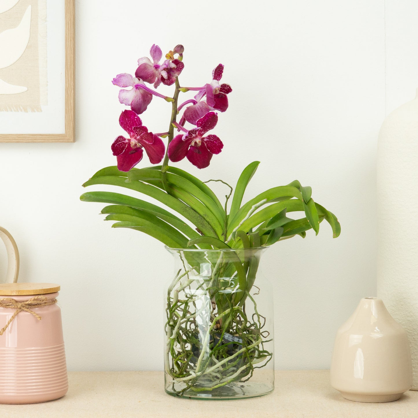 Vanda Orchid | Plum Delight