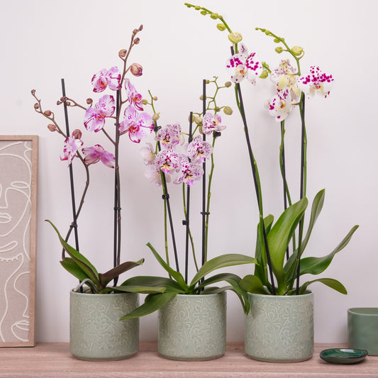 Spots & Splashes Edition Orchid | Plant Bundle | 
