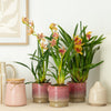 Cymbidium Orchid | Sunset Surprise Colour