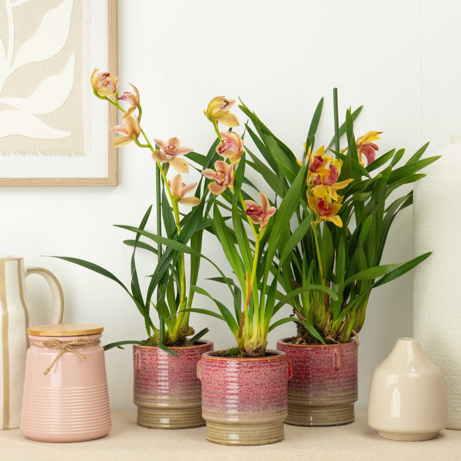 Cymbidium Orchid | Sunset Surprise Colour