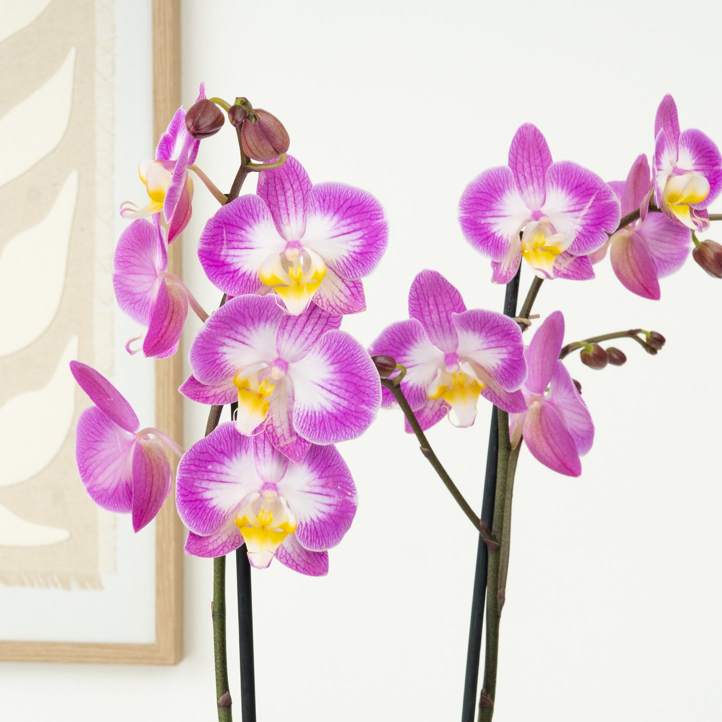 Phalaenopsis Orchid | Sunca Split